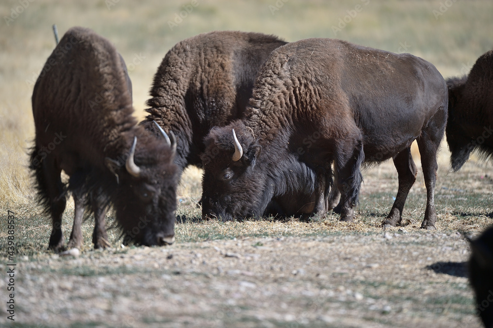 buffalo in the field