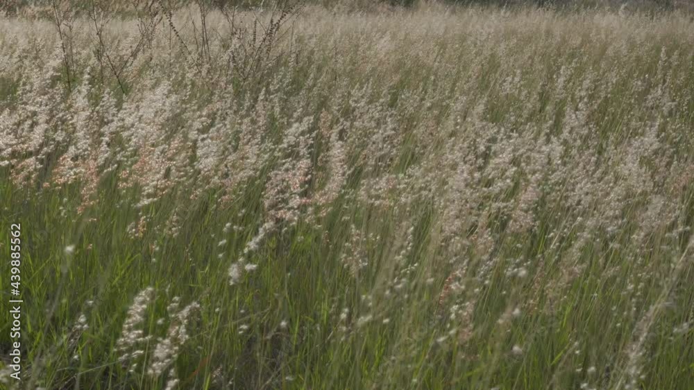 White wild ears of the field in a quiet dance of movements caused by the evening breeze along the river White wild ears of the field in a quiet dance of movements caused by the evening breeze along the river