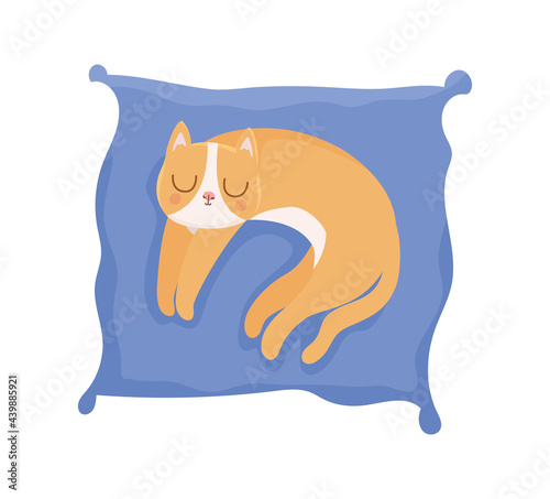 pretty cat resting