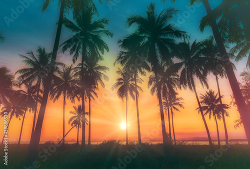 Silhouette coconut palm trees on beach at sunset.