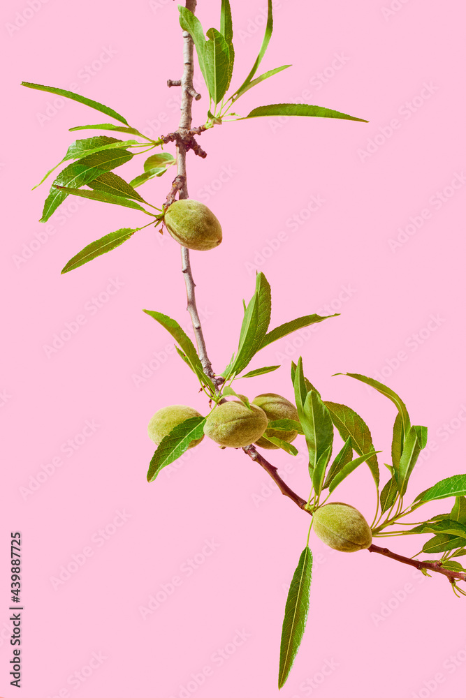 © Juan Moyano/Stocksy - green almonds on the branch
