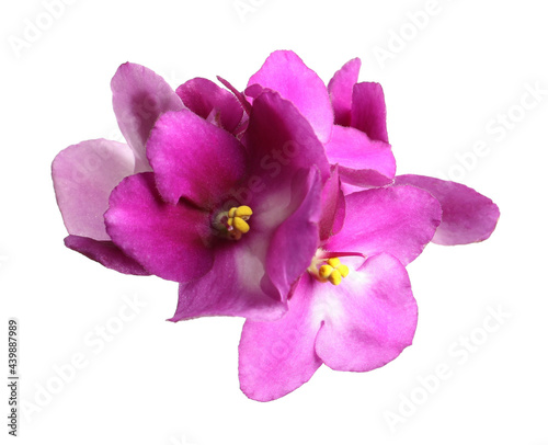 Pink violet flowers isolated on white. Delicate house plant