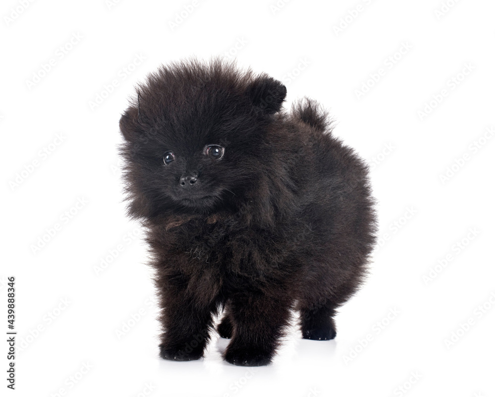 puppy pomeranian in studio puppy pomeranian in studio