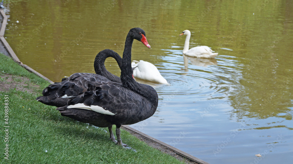 Fototapeta premium Swans with black and white feathers swim on the lake on a sunny summer day