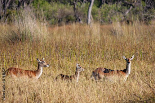 Red Lechwe Antelope - Okavango Delta - Botswana photo