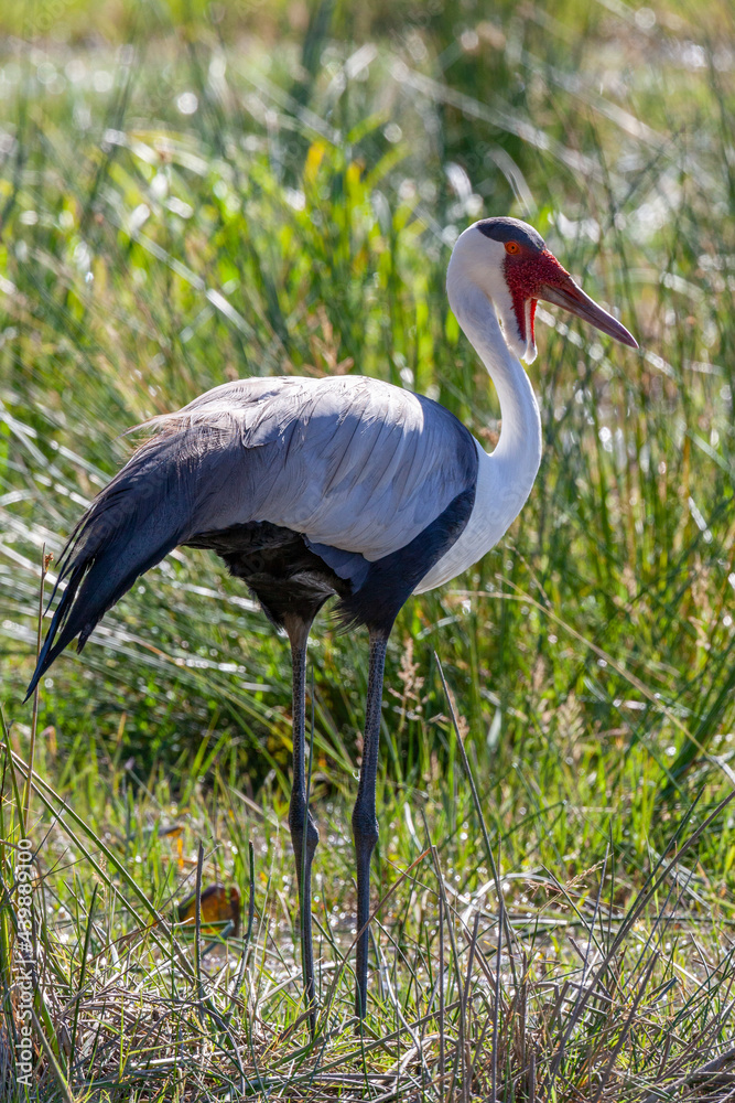 Fototapeta premium Wattled Crane - Okavango Delta - Botswana