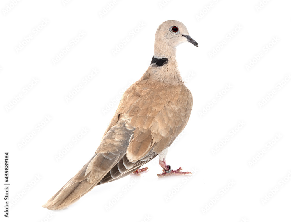 Obraz premium African collared dove