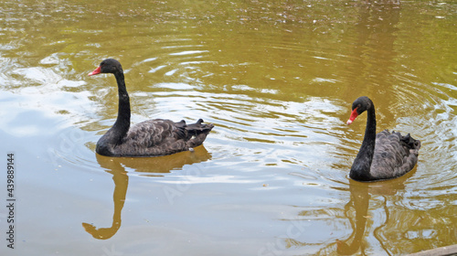 Fototapeta Naklejka Na Ścianę i Meble -  Swans with black and white feathers swim on the lake on a sunny summer day