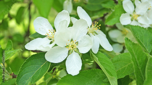 A branch of an apple tree with delicate white flowers and a yellow center on a tree on a spring sunny day