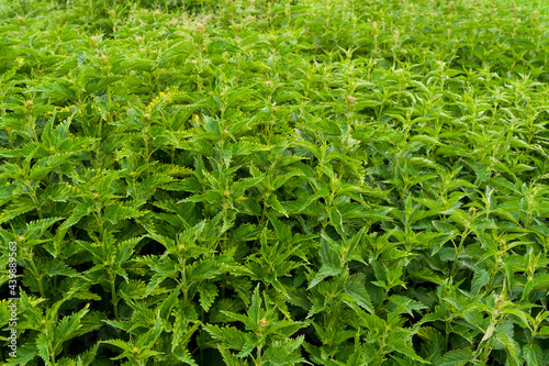 Dense thickets of nettles.