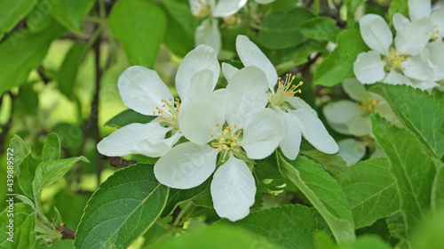 A branch of an apple tree with delicate white flowers and a yellow center on a tree on a spring sunny day