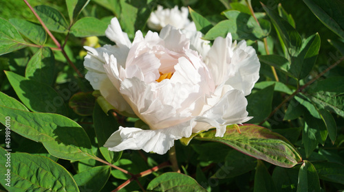 A flower and a bud of a tree-like peony with delicate white petals and a dark pink and yellow center on the bush