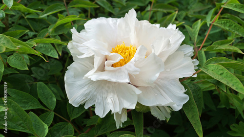 A flower and a bud of a tree-like peony with delicate white petals and a dark pink and yellow center on the bush