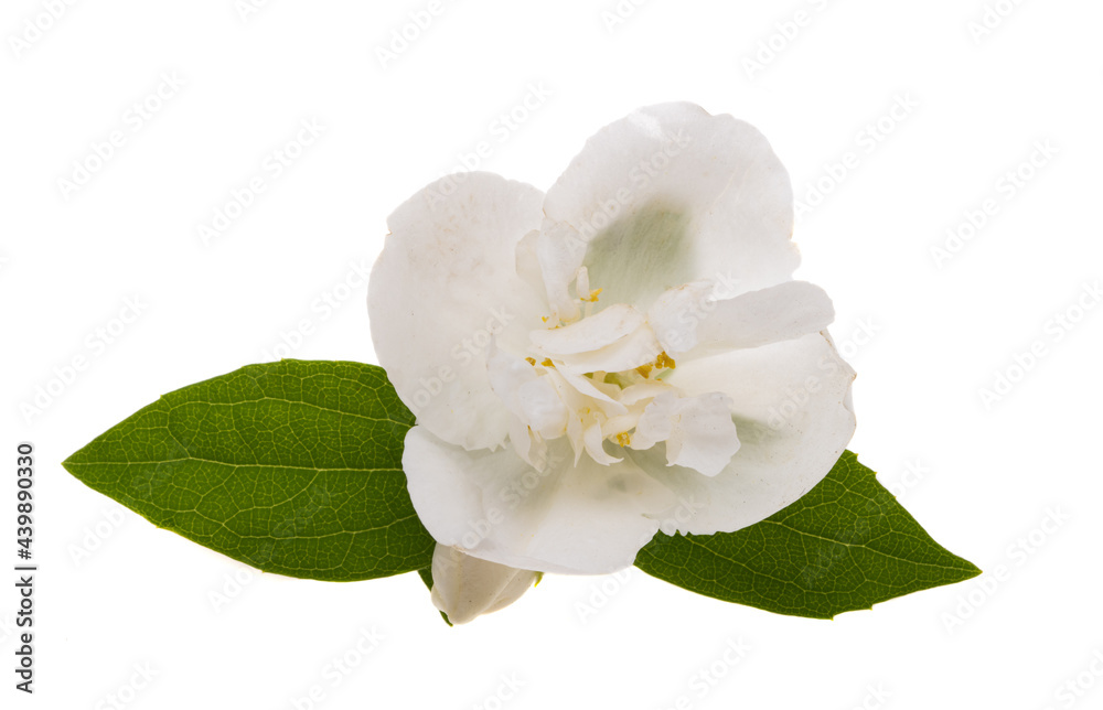 Obraz premium jasmine flower isolated