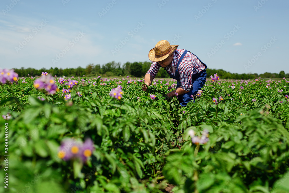 Farmer Inspecting Potato Crop In Field.