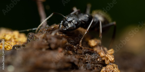 Macro Ant Face