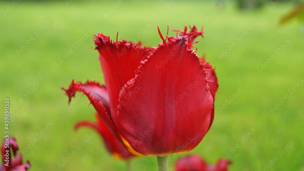 Fototapeta premium Tulip flower with delicate red, yellow, white, pink and lilac petals in a meadow on a spring sunny day
