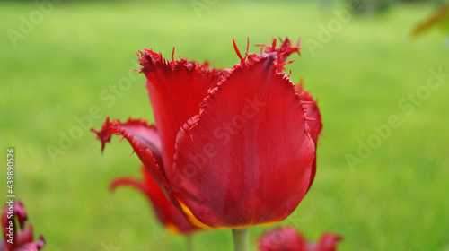 Tulip flower with delicate red  yellow  white  pink and lilac petals in a meadow on a spring sunny day