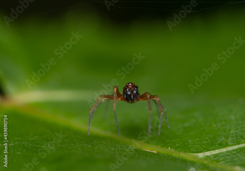 Spider on a Leaf © World Travel Photos