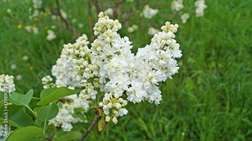 Lilac branch with white delicate flowers and leaves on a bush on a spring sunny day