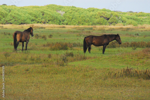 Africa- Close Up of Wild Horses in the Rooisands Nature Reserve