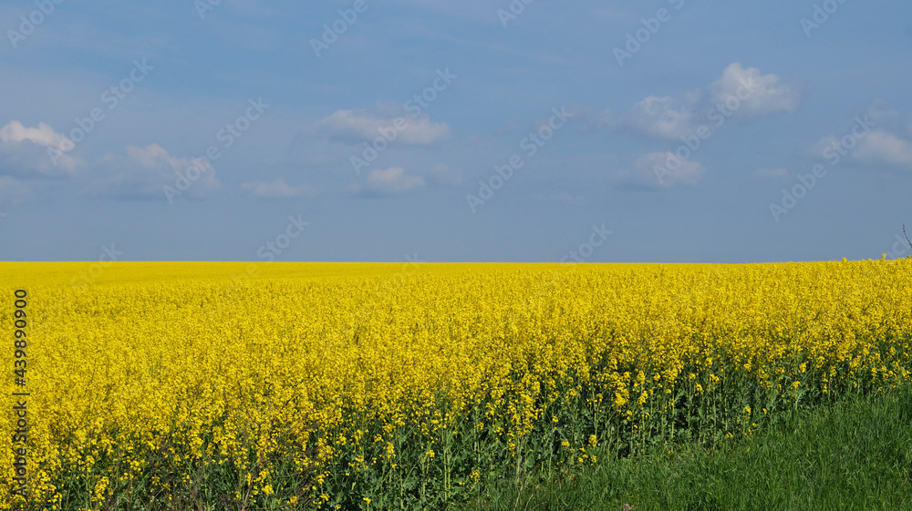 Obraz premium Rape field with bright yellow flowers under blue sky and white clouds on a spring sunny day