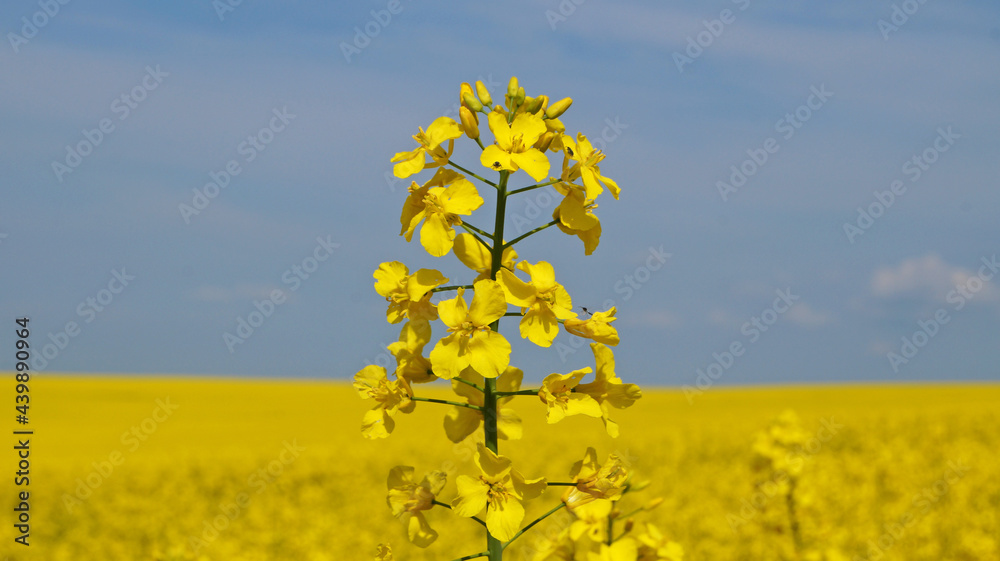 Obraz premium Rape field with bright yellow flowers under blue sky and white clouds on a spring sunny day