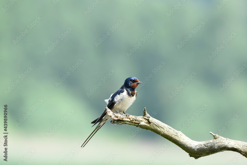 Fototapeta premium swallow on a branch