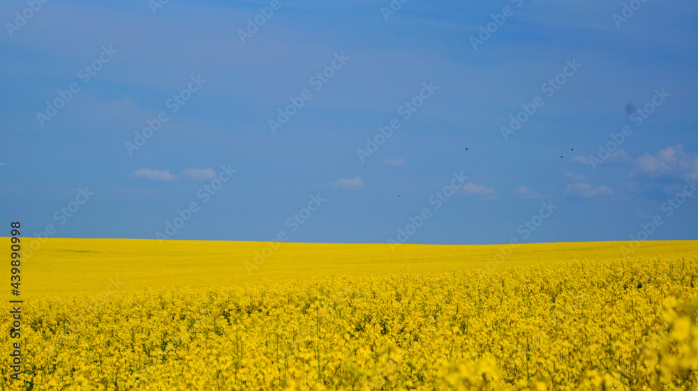 Rape field with bright yellow flowers under blue sky and white clouds on a spring sunny day Rape field with bright yellow flowers under blue sky and white clouds on a spring sunny day