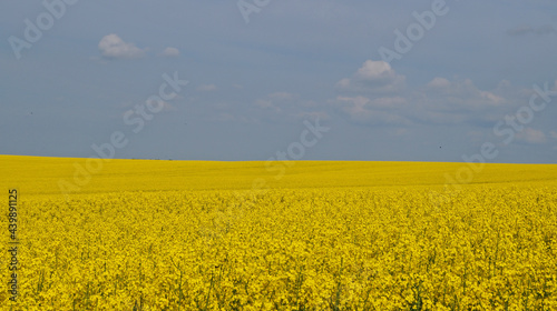 Rape field with bright yellow flowers under blue sky and white clouds on a spring sunny day
