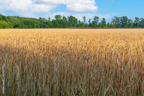 A large field of mature barley.