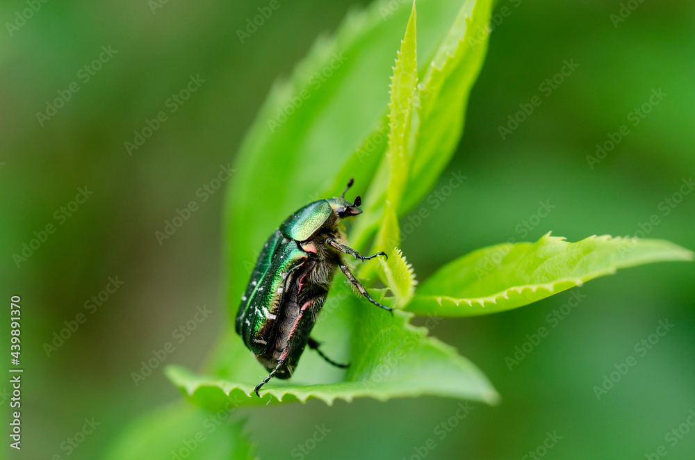 Cétoine dorée Cetonia aurata posée sur une feuille