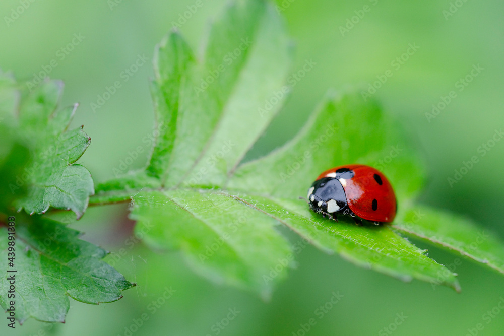 Coccinelle à sept points Coccinella septempunctata posée sur un feuille d'aubépine Coccinelle à sept points Coccinella septempunctata posée sur un feuille d'aubépine