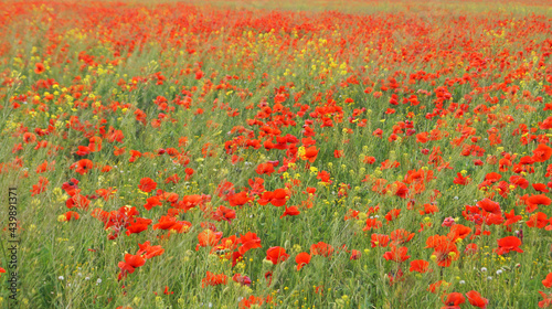 Field of red poppies and wildflowers under blue sky with white clouds on a sunny spring day