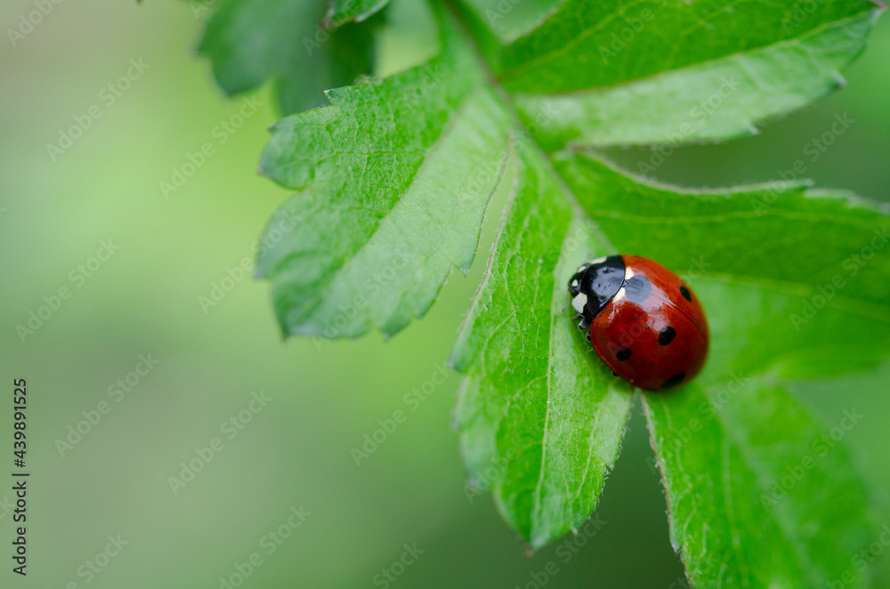 Coccinelle à sept points Coccinella septempunctata posée sur un feuille d'aubépine Coccinelle à sept points Coccinella septempunctata posée sur un feuille d'aubépine