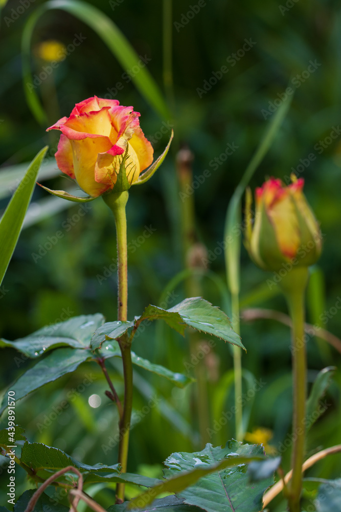 Beautiful photographs of a blooming rose in raindrops. Close-up. Beautiful photographs of a blooming rose in raindrops. Close-up.