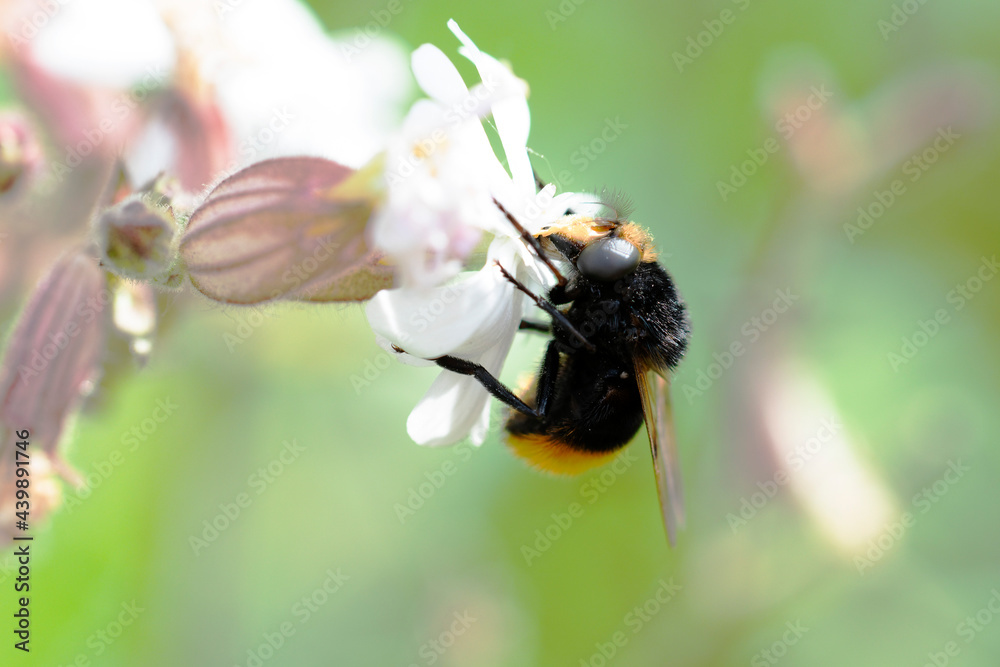 Volucella bombylans mâle ou femelle posée sur Stellaire holostée Volucella bombylans mâle ou femelle posée sur Stellaire holostée