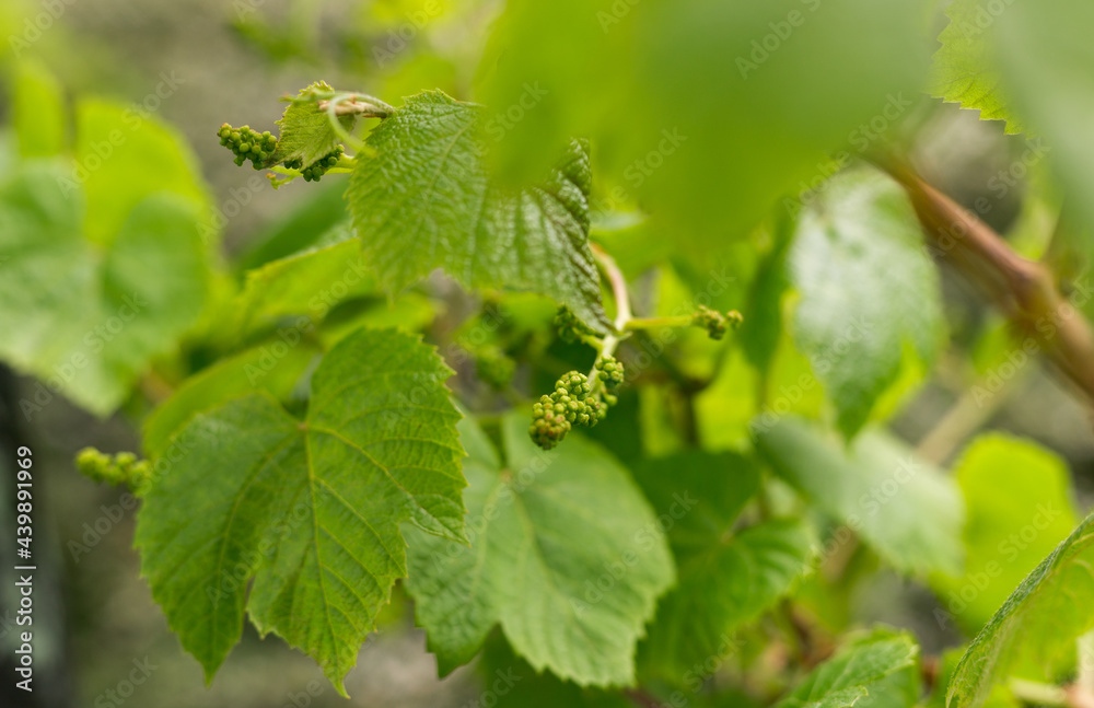Grape green leaves and grain closeup. Summer or spring season background with vine leaves. Nature concept Grape green leaves and grain closeup. Summer or spring season background with vine leaves. Nature concept