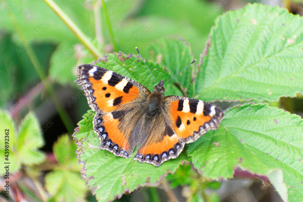 Petite tortue Aglais urticae posée sur une feuille de ronce Petite tortue Aglais urticae posée sur une feuille de ronce