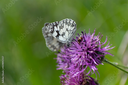 Papillon rhopalocère Demi-deuil Melanargia galathea posé sur une fleur