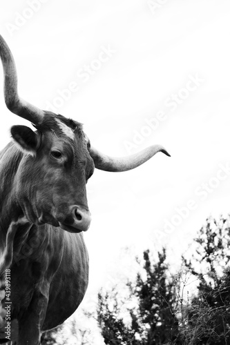 Obraz na plátně Judgmental look on face of Texas longhorn cow isolated on white background