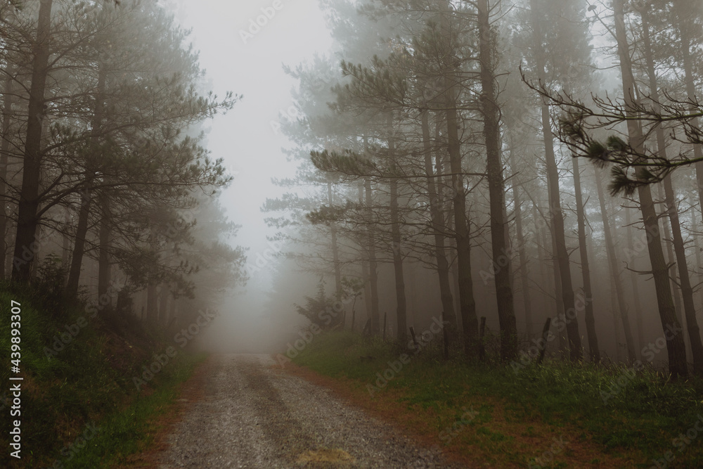 Foggy day on the forest Foggy day on the forest