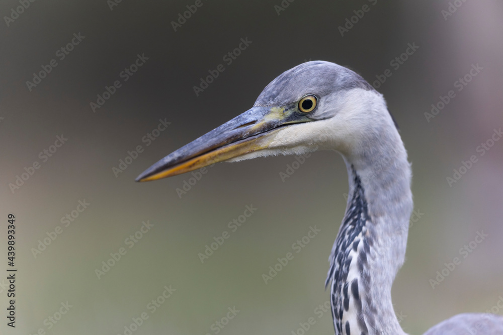 Héron cendré, Ardea cinerea en gros plan ou en portrait