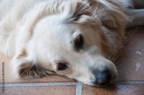 Close up of a tired dog resting on the floor. Beautiful white hair, brown eyes. Spain