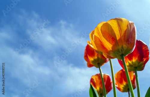 tulips against blue sky