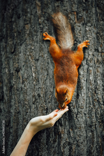 squirrel feeding with a hand on a tree © nikkytok