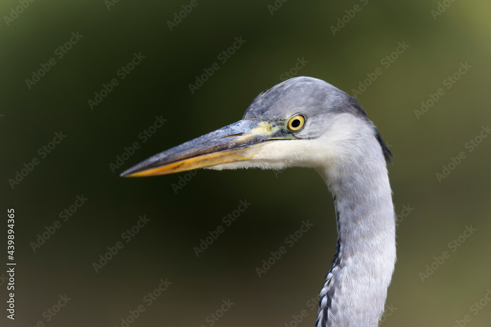Héron cendré, Ardea cinerea en gros plan ou en portrait Héron cendré, Ardea cinerea en gros plan ou en portrait