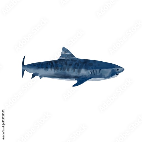 Watercolor shark hand drawn illustration  predator  isolated 