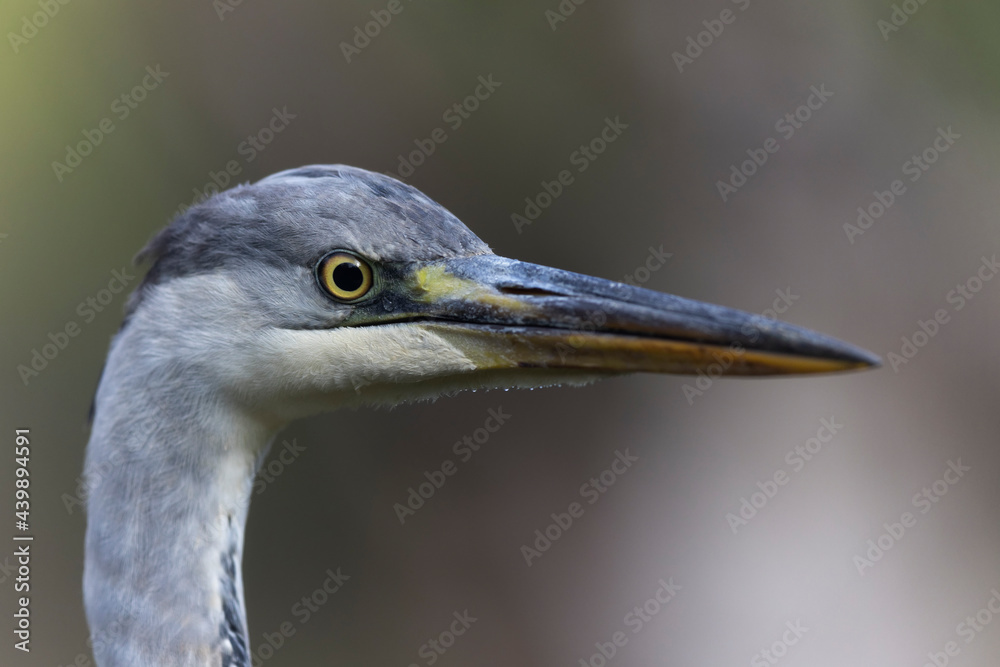 Héron cendré, Ardea cinerea en gros plan ou en portrait Héron cendré, Ardea cinerea en gros plan ou en portrait