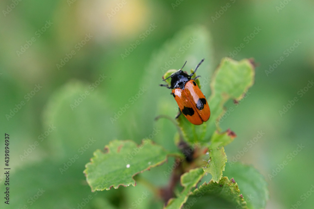 Clytra laeviuscula en gros plan perché sur une feuille Clytra laeviuscula en gros plan perché sur une feuille